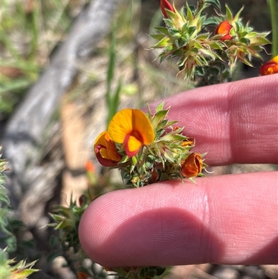 Pultenaea procumbens (Bush Pea) at Pialligo, ACT - 6 Nov 2025 by KaiDewPHD