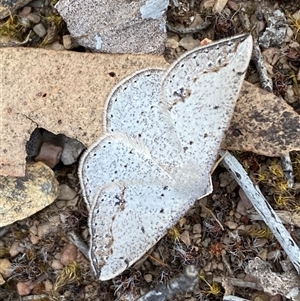 Taxeotis intextata at Ngunnawal, ACT - Today by SteveBorkowskis