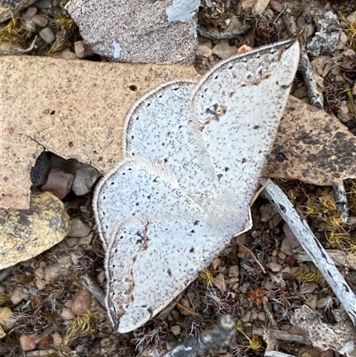 Taxeotis intextata (Looper Moth, Grey Taxeotis) at Ngunnawal, ACT - 9 Nov 2025 by SteveBorkowskis