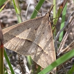 Epidesmia hypenaria (Long-nosed Epidesmia) at Ngunnawal, ACT - 9 Nov 2025 by SteveBorkowskis
