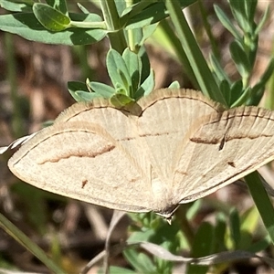 Unverified Geometer moth (Geometridae) at Ngunnawal, ACT - Today by SteveBorkowskis