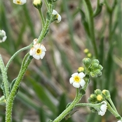 Hackelia suaveolens (Sweet Hounds Tongue) at Franklin, ACT - 9 Nov 2025 by SteveBorkowskis