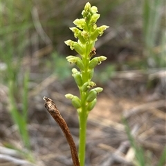 Microtis (genus) at Harrison, ACT - Today by SteveBorkowskis