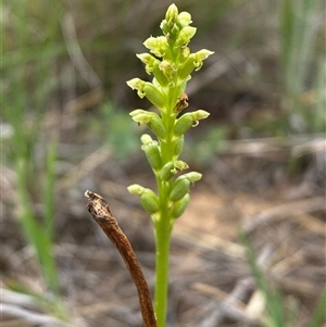 Microtis (genus) at Harrison, ACT - Today by SteveBorkowskis