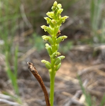 Microtis (genus) at Harrison, ACT - Today by SteveBorkowskis