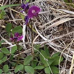 Glycine tabacina (Variable Glycine) at Harrison, ACT - 9 Nov 2025 by SteveBorkowskis
