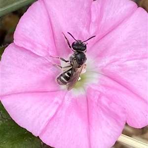Unverified Bee (Hymenoptera, Apiformes) at Franklin, ACT - Today by SteveBorkowskis