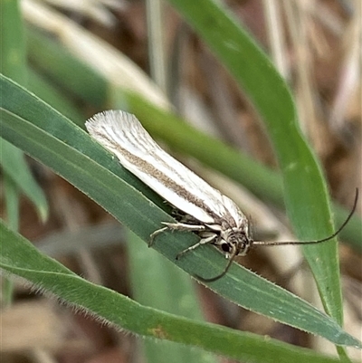 Philobota pilipes (A concealer moth) at Mitchell, ACT - 9 Nov 2025 by SteveBorkowskis