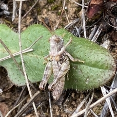 Brachyexarna lobipennis (Stripewinged meadow grasshopper) at Harrison, ACT - 9 Nov 2025 by SteveBorkowskis