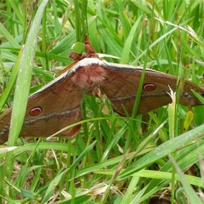 Opodiphthera helena (Helena Gum Moth) at Woodbridge, TAS - 9 Nov 2025 by VanessaC