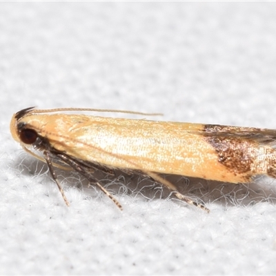 Ardozyga porphyroloma (A Gelechioid moth (Protolechia Group) at Jerrabomberra, NSW - 5 Nov 2024 by DianneClarke
