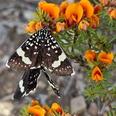 Idalima affinis (Eastern Speckled Day-moth) at Yass River, NSW - 9 Nov 2025 by SenexRugosus