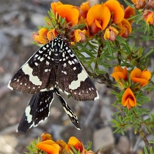 Idalima affinis at Yass River, NSW - Today by SenexRugosus