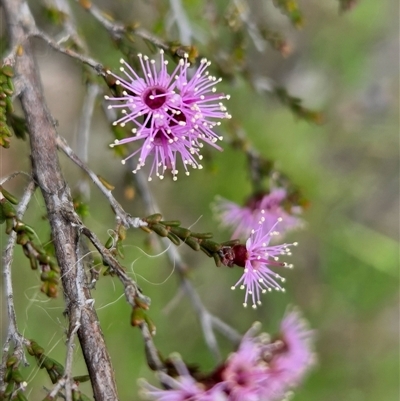 Kunzea parvifolia (Violet Kunzea) at Yass River, NSW - 9 Nov 2025 by SenexRugosus
