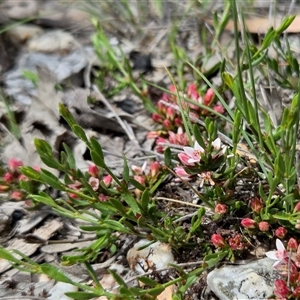 Boronia nana var. hyssopifolia at Yass River, NSW - Today by SenexRugosus