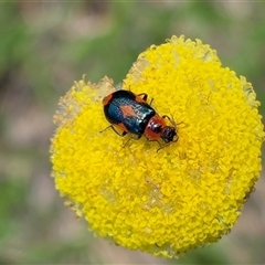 Dicranolaius villosus (Melyrid flower beetle) at Yass River, NSW - 9 Nov 2025 by SenexRugosus