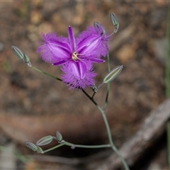 Thysanotus tuberosus subsp. tuberosus (Common Fringe-lily) at Hawker, ACT - 9 Nov 2025 by AlisonMilton