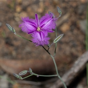Thysanotus tuberosus subsp. tuberosus at Hawker, ACT - Today by AlisonMilton