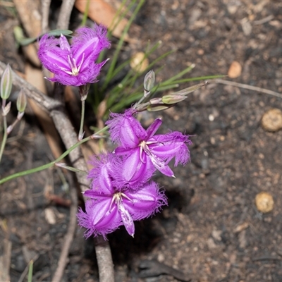 Thysanotus tuberosus subsp. tuberosus (Common Fringe-lily) at Hawker, ACT - 9 Nov 2025 by AlisonMilton