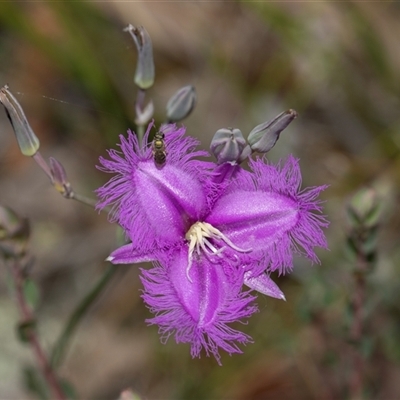 Thysanotus tuberosus subsp. tuberosus (Common Fringe-lily) at Hawker, ACT - 9 Nov 2025 by AlisonMilton