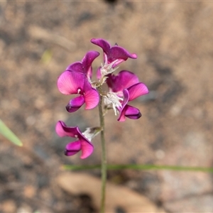 Swainsona sericea at Hawker, ACT - Today by AlisonMilton