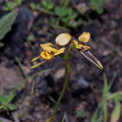 Diuris sulphurea (Tiger Orchid) at Hawker, ACT - Today by AlisonMilton
