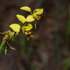 Diuris sulphurea at Hawker, ACT - Today by AlisonMilton