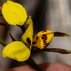 Diuris sulphurea at Hawker, ACT - Today by AlisonMilton