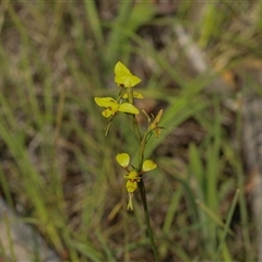 Diuris sulphurea at Hawker, ACT - Today by AlisonMilton