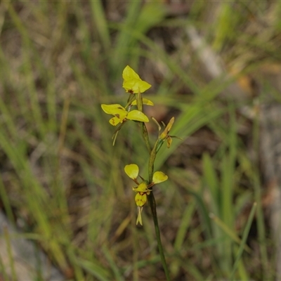 Diuris sulphurea at Hawker, ACT - Today by AlisonMilton