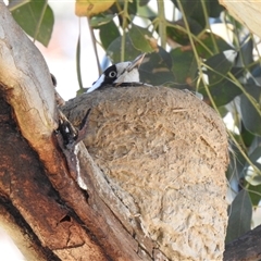 Grallina cyanoleuca (Magpie-lark) at Kambah, ACT - 8 Nov 2025 by HelenCross