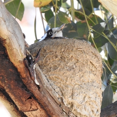 Grallina cyanoleuca (Magpie-lark) at Kambah, ACT - 8 Nov 2025 by HelenCross