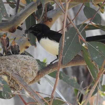 Rhipidura leucophrys (Willie Wagtail) at Kambah, ACT - 8 Nov 2025 by HelenCross