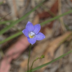 Wahlenbergia planiflora subsp. planiflora (Flat Bluebell) at Hawker, ACT - 9 Nov 2025 by AlisonMilton
