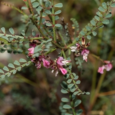 Indigofera adesmiifolia (Tick Indigo) at Hawker, ACT - 9 Nov 2025 by AlisonMilton