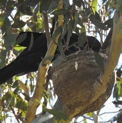 Corcorax melanorhamphos (White-winged Chough) at Kambah, ACT - 8 Nov 2025 by HelenCross