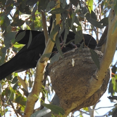 Corcorax melanorhamphos (White-winged Chough) at Kambah, ACT - 8 Nov 2025 by HelenCross