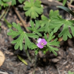 Geranium solanderi var. solanderi (Native Geranium) at Hawker, ACT - 9 Nov 2025 by AlisonMilton