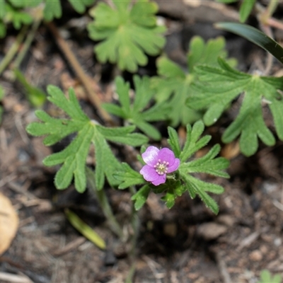 Geranium solanderi var. solanderi (Native Geranium) at Hawker, ACT - 9 Nov 2025 by AlisonMilton