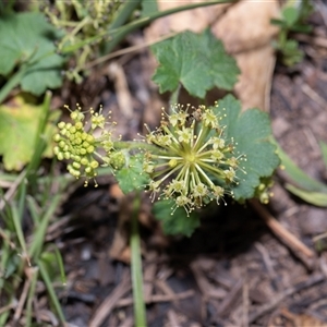 Hydrocotyle laxiflora at Hawker, ACT - Today by AlisonMilton