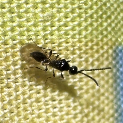 Apocrita (suborder) at Russell, ACT - 6 Nov 2025 by Hejor1