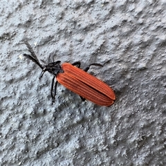 Porrostoma rhipidium (Long-nosed Lycid (Net-winged) beetle) at Casey, ACT - 7 Nov 2025 by Hejor1