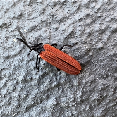 Porrostoma rhipidium (Long-nosed Lycid (Net-winged) beetle) at Casey, ACT - 7 Nov 2025 by Hejor1