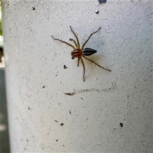 Oxyopes (genus) at Queanbeyan, NSW - Today by Hejor1