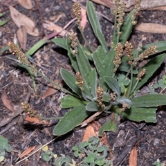 Plantago varia (Native Plaintain) at Hawker, ACT - 9 Nov 2025 by AlisonMilton