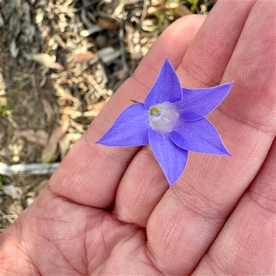 Wahlenbergia stricta subsp. stricta (Tall Bluebell) at O'Connor, ACT - 9 Nov 2025 by Hejor1