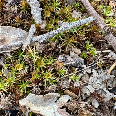 Polytrichaceae sp. (family) at O'Connor, ACT - 9 Nov 2025 by Hejor1