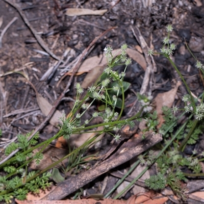 Daucus glochidiatus (Australian Carrot) at Hawker, ACT - 9 Nov 2025 by AlisonMilton