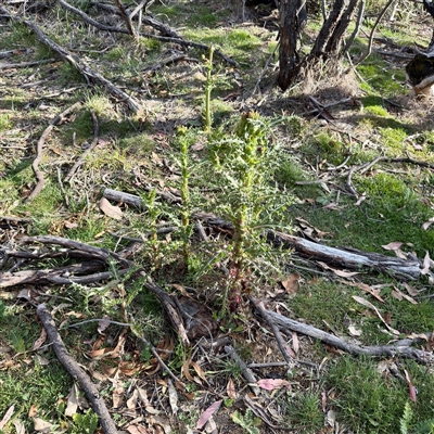 Sonchus asper (Prickly Sowthistle) at O'Connor, ACT - 9 Nov 2025 by Hejor1