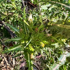 Sonchus asper at O'Connor, ACT - 9 Nov 2025 05:32 PM